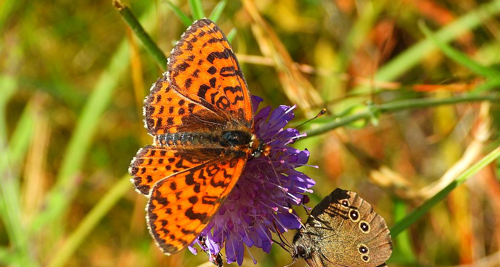 Przeplatka didyma (Melitaea didyma)
