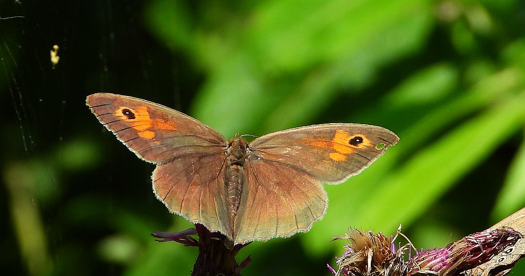 – Przestrojnik jurtina, przestrojnik wielki (Maniola jurtina)