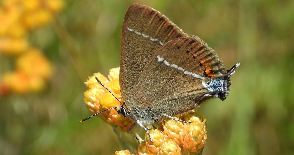 Ogończyk tarninowiec (Satyrium spini)