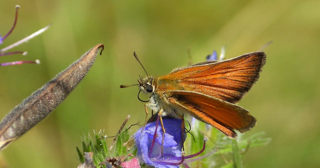 Karłątek ryska, karłątek tarninowy (Thymelicus lineola syn. Adopaea lineola)