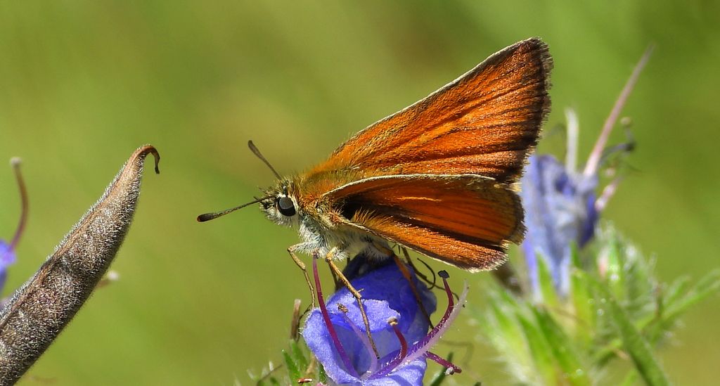 Karłątek ryska, karłątek tarninowy (Thymelicus lineola syn. Adopaea lineola)