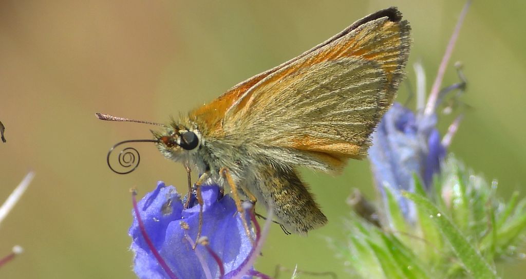 Karłątek ryska, karłątek tarninowy (Thymelicus lineola syn. Adopaea lineola)