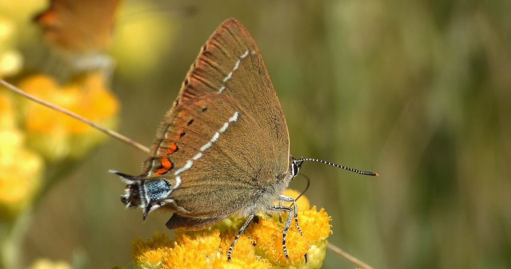 Ogończyk tarninowiec (Satyrium spini)