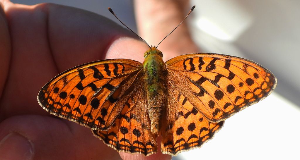 Dostojka adype, perłowiec adype, (Argynnis adippe)