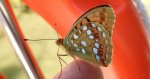 Dostojka adype, perłowiec adype, (Argynnis adippe)