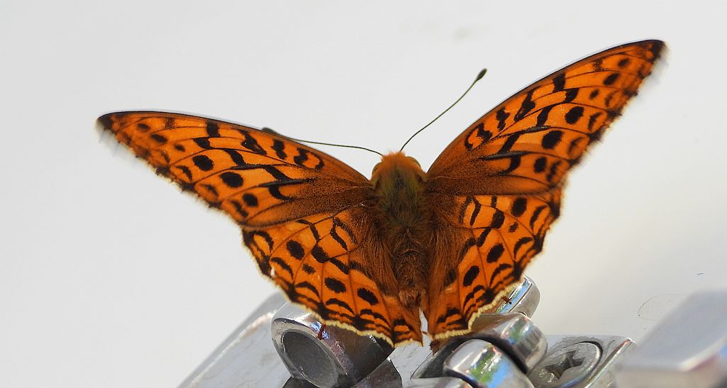 Dostojka adype, perłowiec adype, (Argynnis adippe)