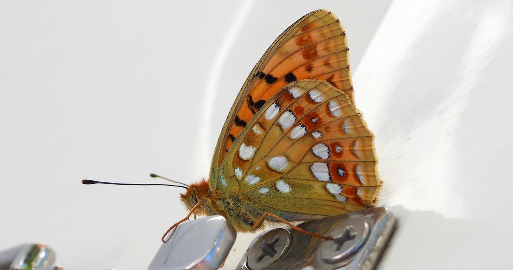 Dostojka adype, perłowiec adype, (Argynnis adippe)