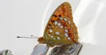 Dostojka adype, perłowiec adype, (Argynnis adippe)