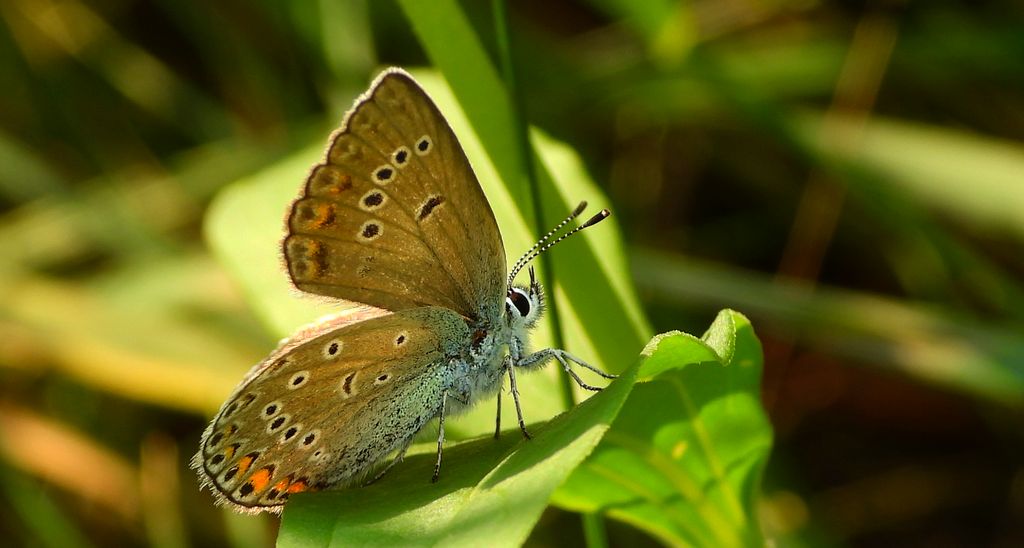 Modraszek argus (Plebejus argus)