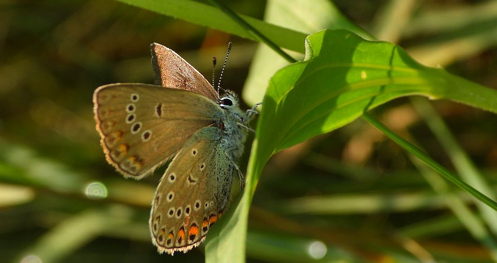 Modraszek argus (Plebejus argus)
