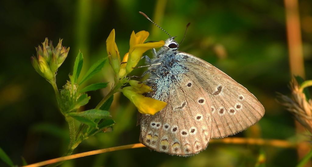 Modraszek argus (Plebejus argus)