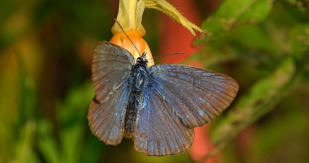Modraszek argus (Plebejus argus)