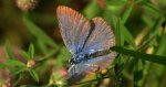 Modraszek argus (Plebejus argus)