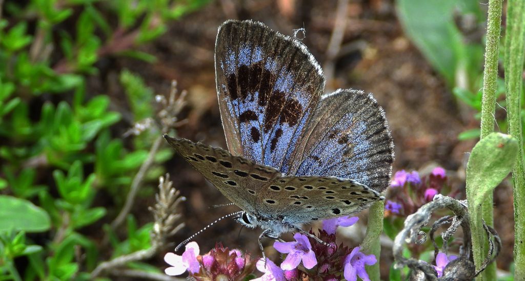 Modraszek arion (Phengaris arion)