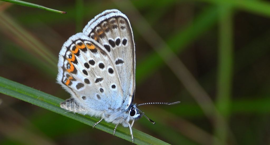 Modraszek argus (Plebejus argus)