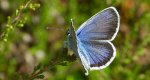 Modraszek argus (Plebejus argus)