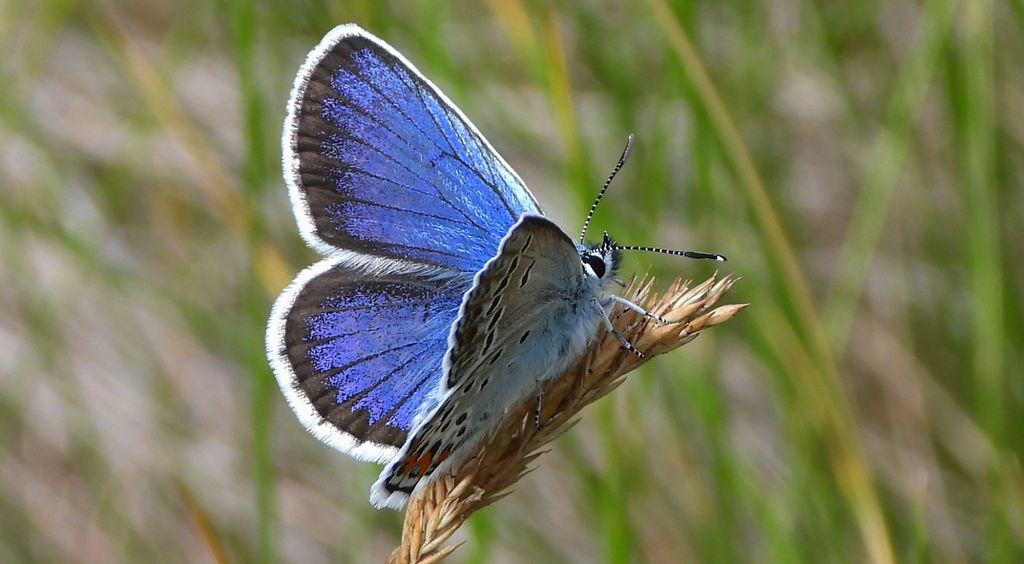 Modraszek argus (Plebejus argus)