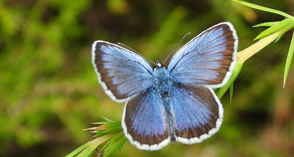 Modraszek argus (Plebejus argus)