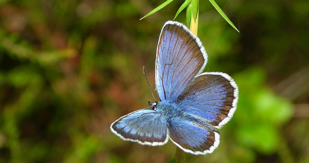 Modraszek argus (Plebejus argus)
