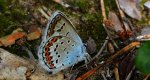 Modraszek argus (Plebejus argus)