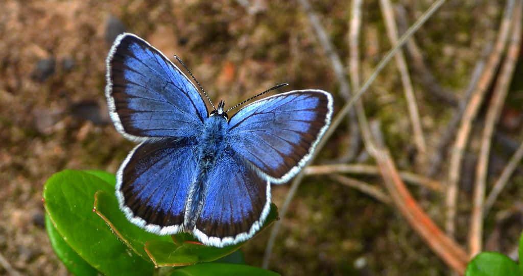 Modraszek argus (Plebejus argus)