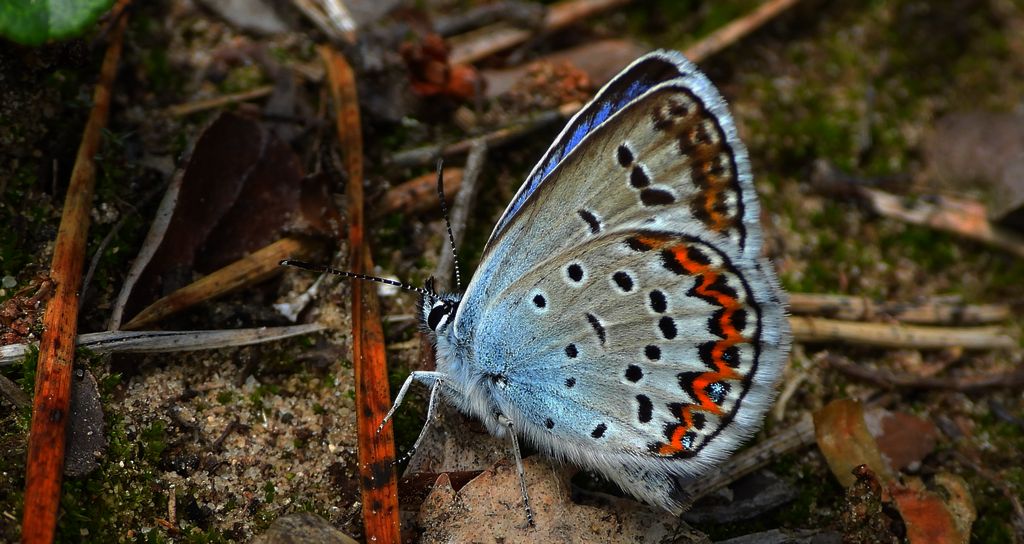 Modraszek argus (Plebejus argus)
