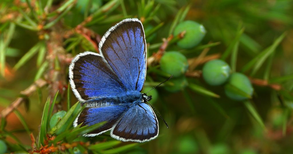 Modraszek argus (Plebejus argus)