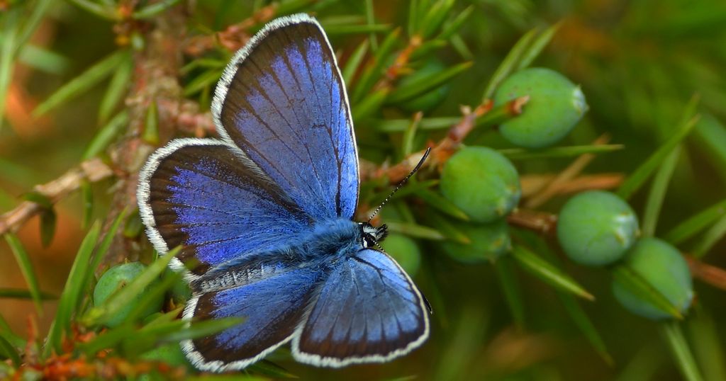 Modraszek argus (Plebejus argus)
