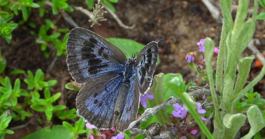 Modraszek arion (Phengaris arion)