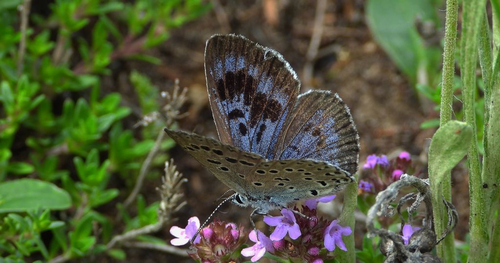 Modraszek arion (Phengaris arion)