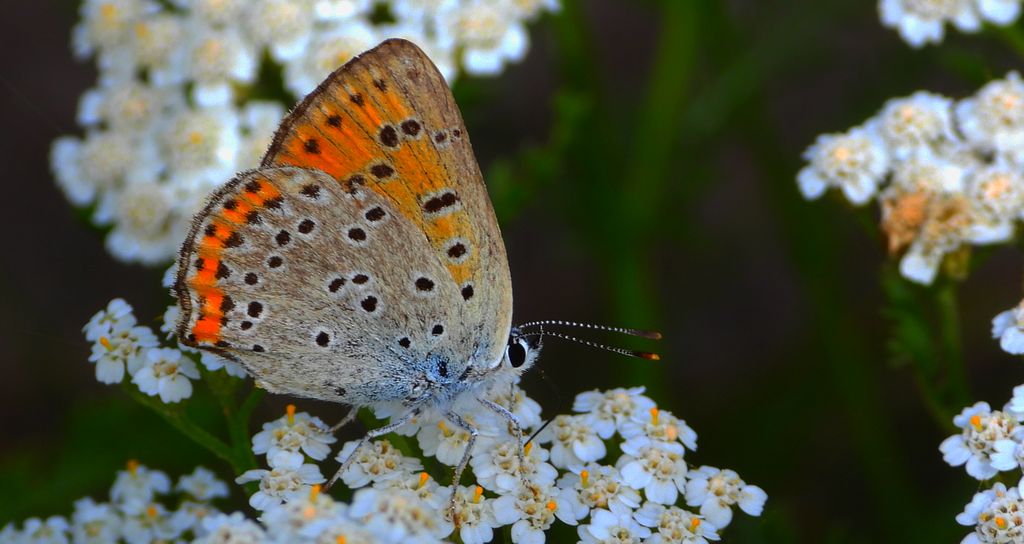 Czerwończyk fioletek (Lycaena helle)