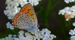 Czerwończyk fioletek (Lycaena helle)