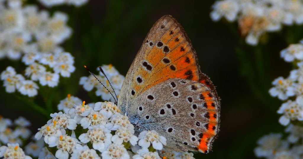 Czerwończyk fioletek (Lycaena helle)