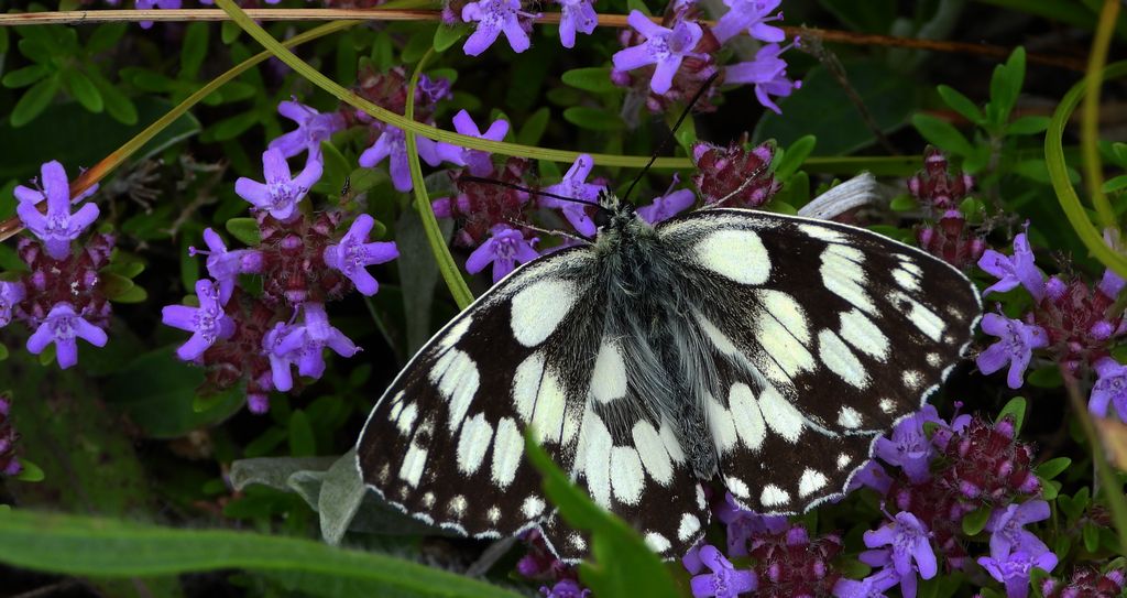 Polowiec szachownica (Melanargia galathea syn. Agapetes galathea)