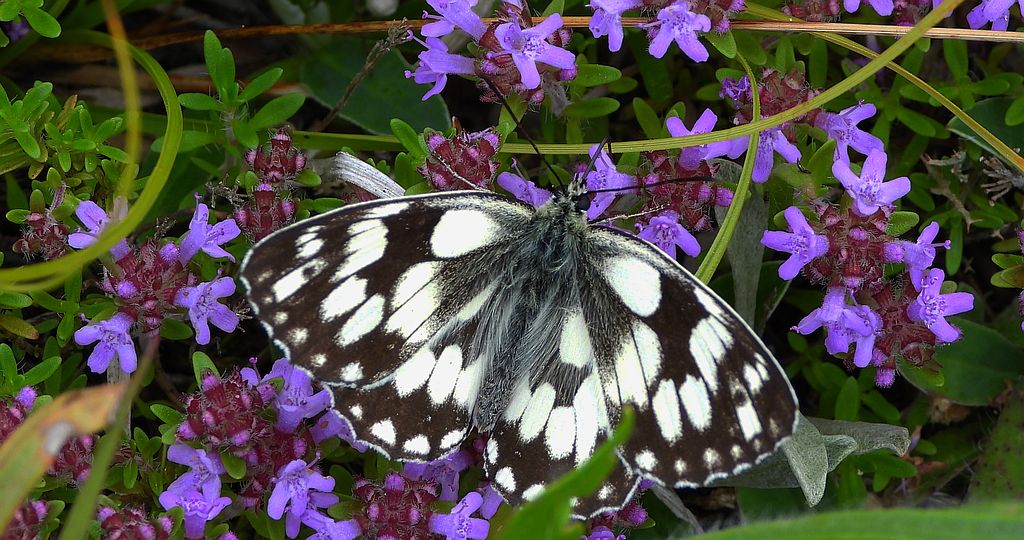 Polowiec szachownica (Melanargia galathea syn. Agapetes galathea)