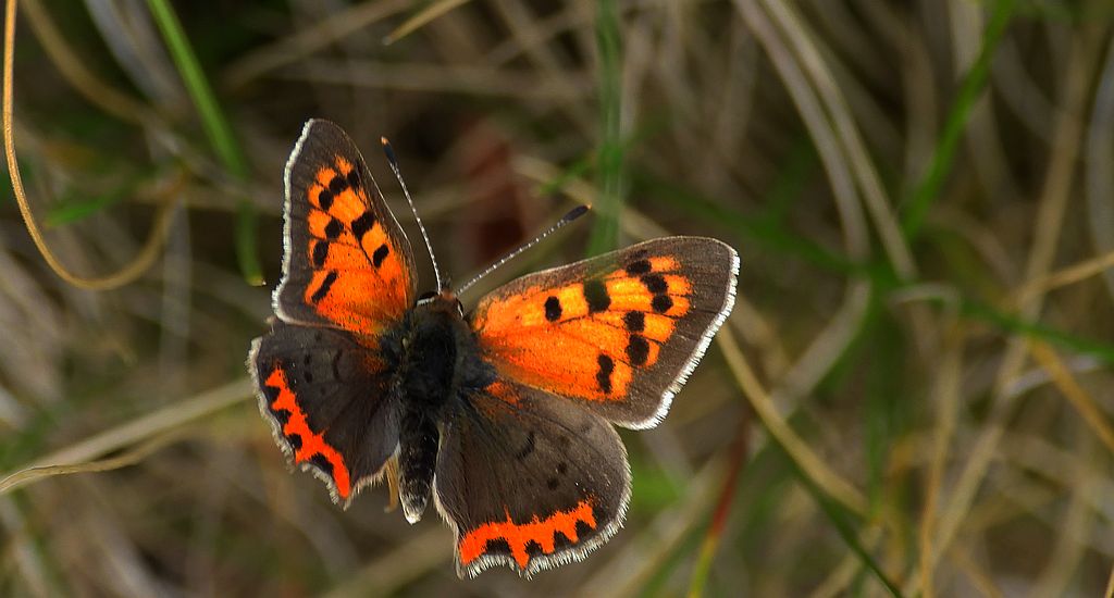 Czerwończyk żarek (Lycaena phlaeas syn. Lycaena phlaeoides)