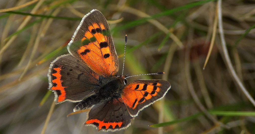 Czerwończyk żarek (Lycaena phlaeas syn. Lycaena phlaeoides)