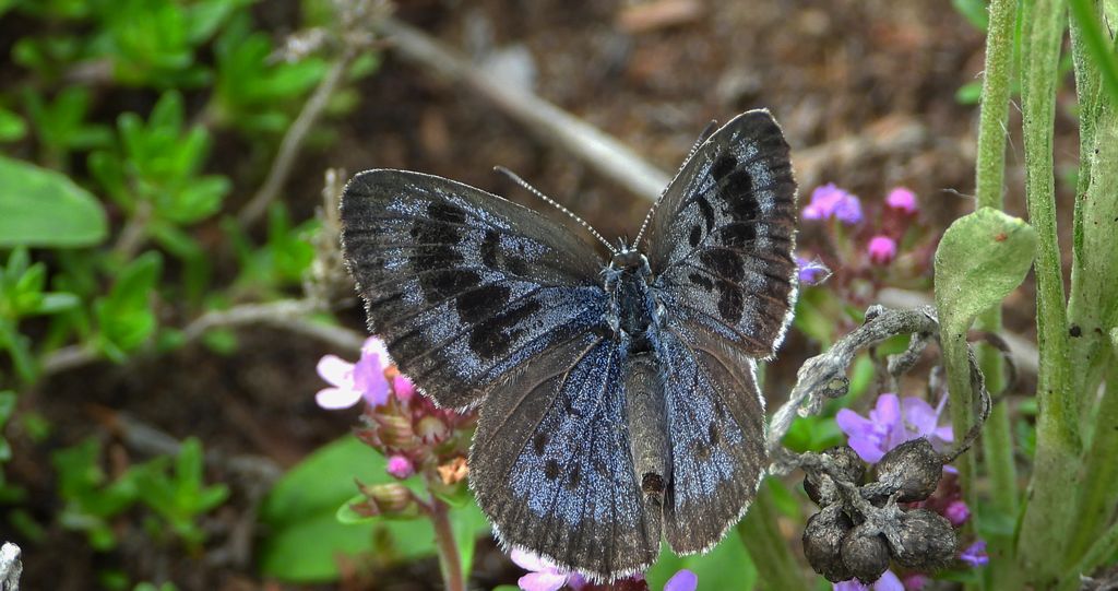 Modraszek arion (Phengaris arion)