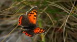 Czerwończyk żarek (Lycaena phlaeas syn. Lycaena phlaeoides)