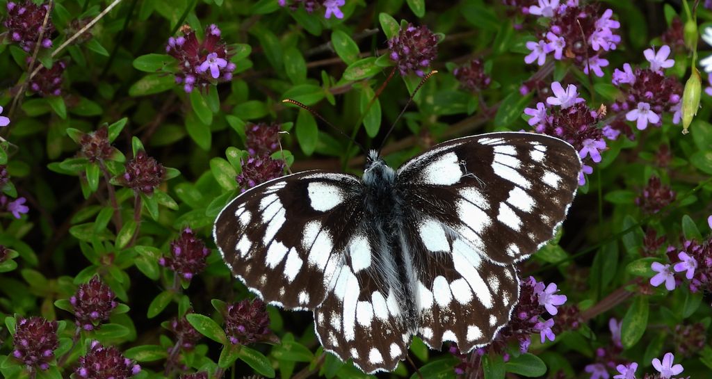 Polowiec szachownica (Melanargia galathea syn. Agapetes galathea)