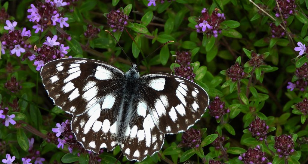 Polowiec szachownica (Melanargia galathea syn. Agapetes galathea)