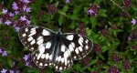 Polowiec szachownica (Melanargia galathea syn. Agapetes galathea)