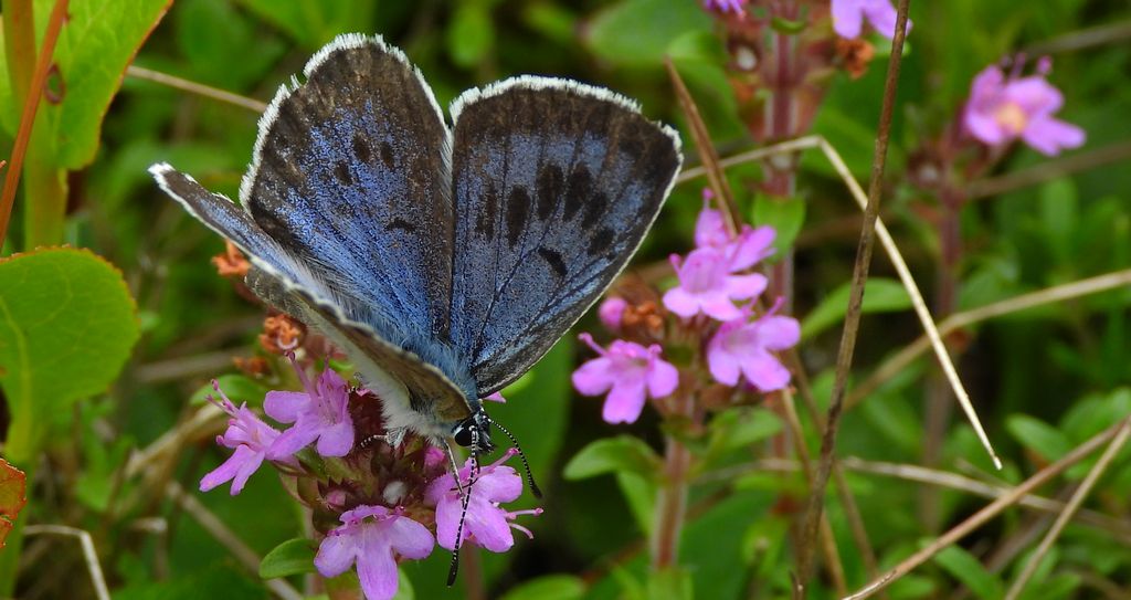 Modraszek arion (Phengaris arion)