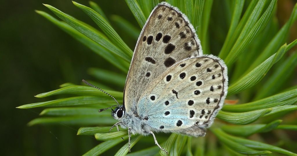 Modraszek arion (Phengaris arion)