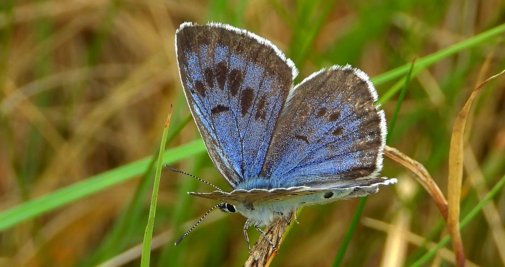 Modraszek arion (Phengaris arion)