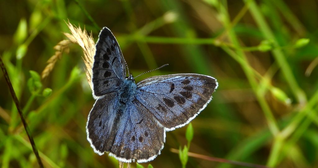 Modraszek arion (Phengaris arion)