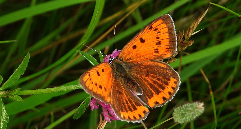 Czerwończyk nieparek, czerwończyk większy (Lycaena dispar)