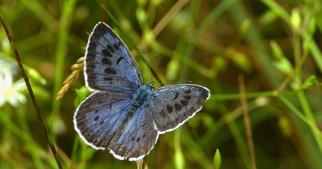 Modraszek arion (Phengaris arion)