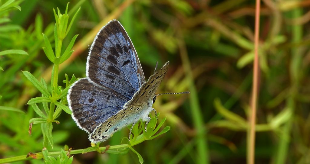 Modraszek arion (Phengaris arion)