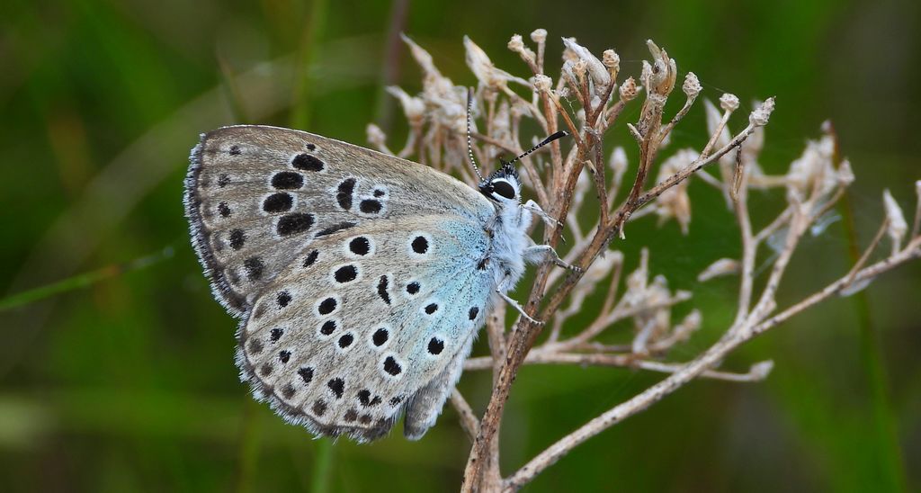 Modraszek arion (Phengaris arion)